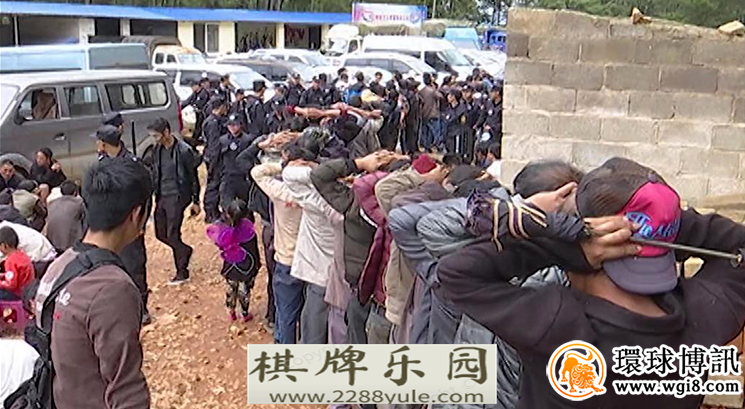 数百人藏身密林斗牛赌博云南警方出动400多警力