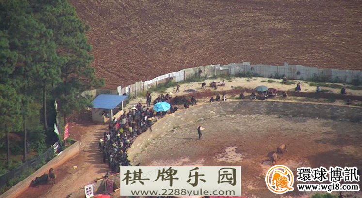 数百人藏身密林斗牛赌博云南警方出动400多警力