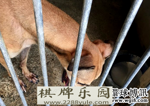 狗场遗弃数百只格力犬或每只被罚5万澳门元